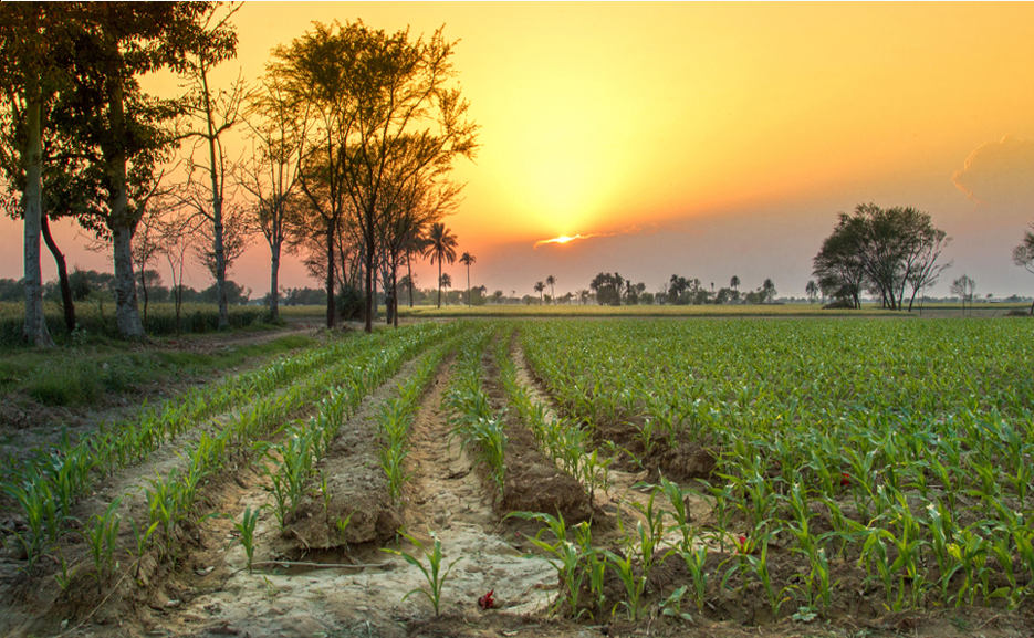 Agriculture